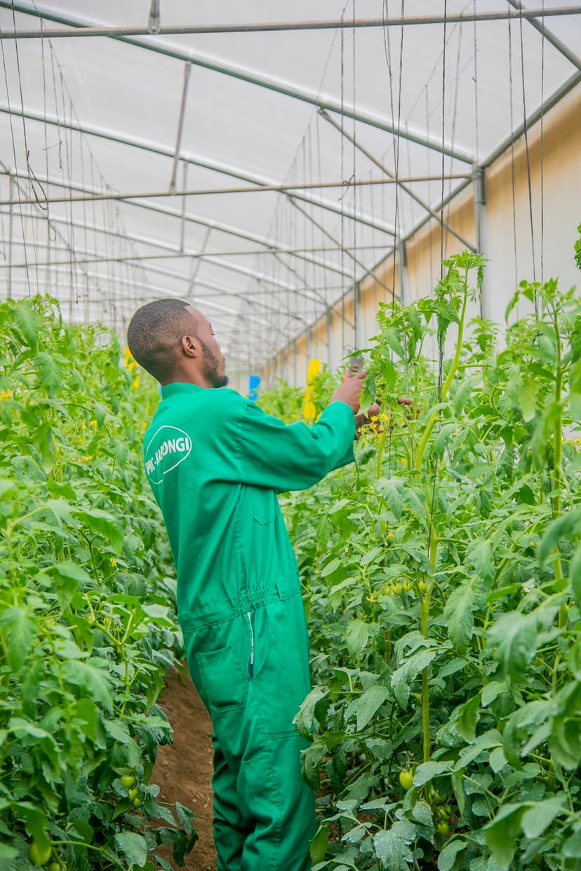 Green Innovation Hub – RP Karongi